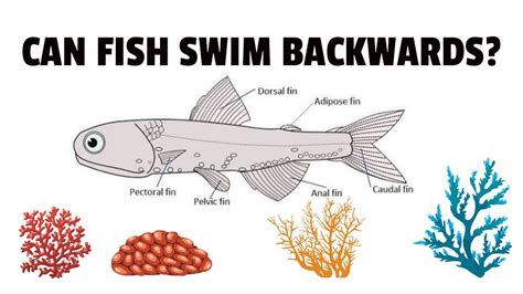 Can Fish Swim Backwards? Exploring the Depths of Aquatic Locomotion