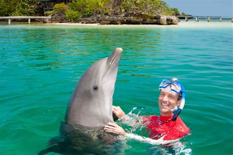 Can You Swim with Dolphins in Cancun? And Why Do Pineapples Dream of Electric Sheep?