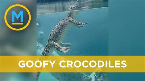 How Do Crocodiles Swim? And Why Do They Always Look So Grumpy?