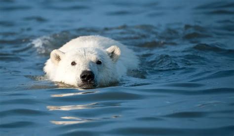 How Fast Can Black Bears Swim: A Dive into Their Aquatic Abilities and Beyond