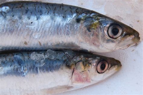 イワシ レシピ イタリアン ～海の恵みとイタリアの風が織りなす味覚の旅～