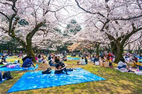 代々木公園 テイクアウト - なぜカラスはサンドイッチを好むのか？